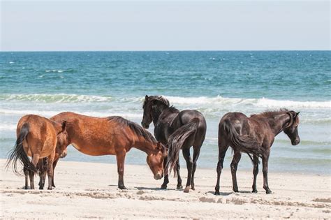 13 Breathtaking North Carolina Beaches You Need to Visit