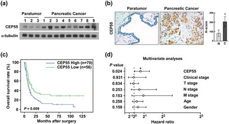 Overexpression of CEP55 protein correlated with poor prognosis in... | Download Scientific Diagram