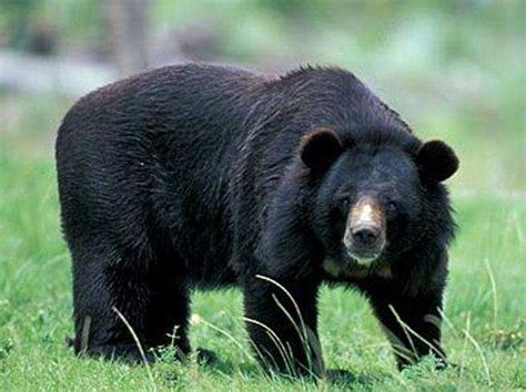 Himalayan black bears: Panic among villagers after spate of bear ...