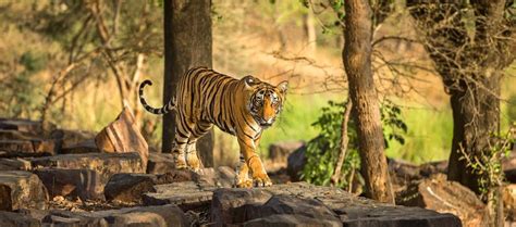 Ranthambore Tiger Safari Booking » Ranthambore National Park India