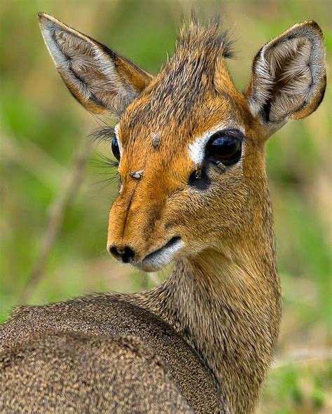 Dik-Dik, a small Antelope of Genus Madoqua that lives in Eastern Africa... | Dik dik ...