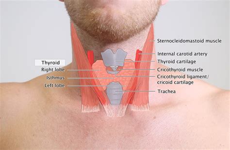 Thyroid Cancer: Lumps In The Neck Jawline And Ear Lobes | Justinboey