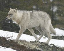 Great Plains wolf - Alchetron, The Free Social Encyclopedia