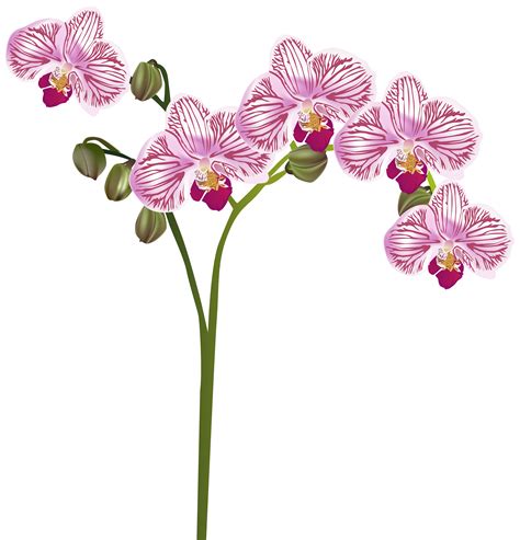 Wuppertal orchid clipart 20 free Cliparts | Download images on Clipground 2024