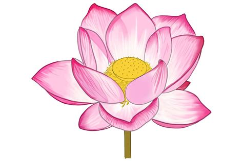 How to Draw a Lotus Flower - Create Your Own Lotus Sketch (2022)