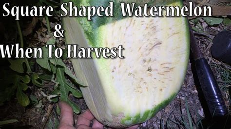 Square Shaped Watermelon & When to Harvest Watermelon - YouTube