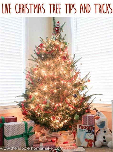 Live Christmas Tree Tips & Tricks | The Happier Homemaker