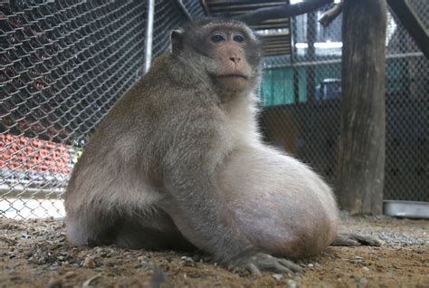 Thailand's chunky monkey on diet after gorging on junk food | AP News