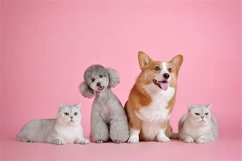 HD wallpaper: cute, dog, doggie, animals | Wallpaper Flare