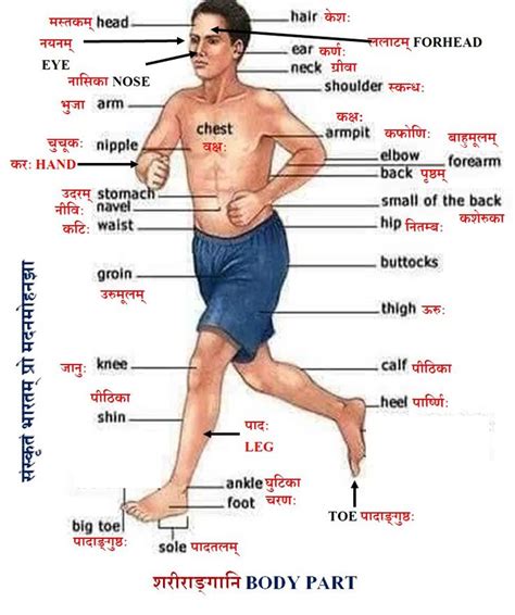 Male Body parts name in Sanskrit | Sanskrit language, Sanskrit grammar ...