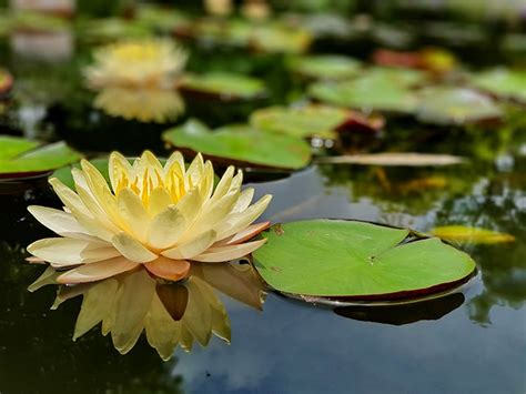 Water Lily Background, Widescreen Water Lily, #29133