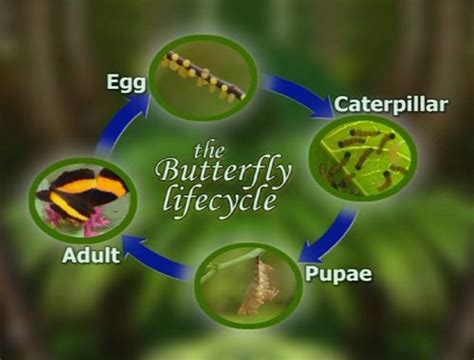 Blue Morpho Butterfly Life Cycle | Complete metamorphosis of a ...