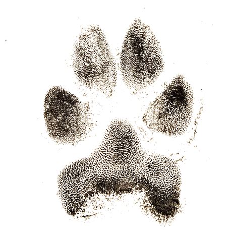 Ink Prints: Paw – Heaven's Pets