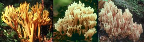 Club and coral fungi