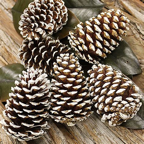 Medium White Tipped Pine Cone - Kittelberger Wholesale Florist - Webster & Rochester