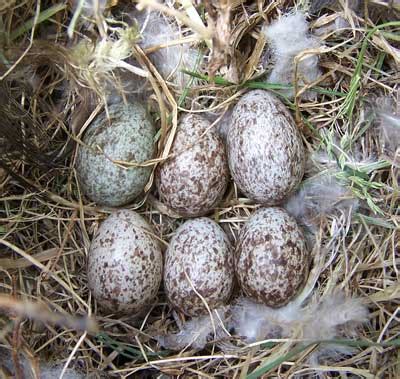 HOSP (House Sparrow) Eggs