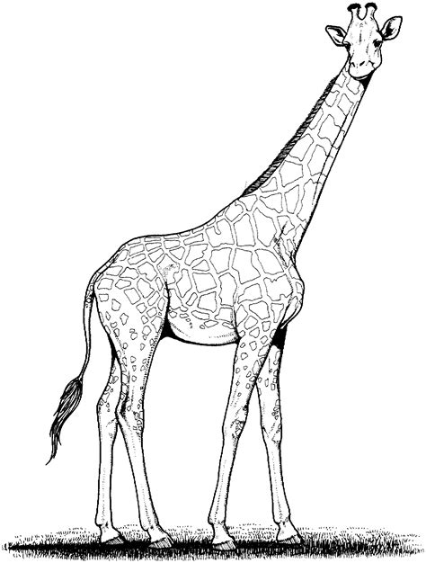 Free Giraffe Line Drawing, Download Free Giraffe Line Drawing png ...