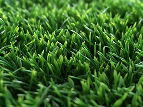 Types Of Zoysia Grass | Legacy Turf Farms