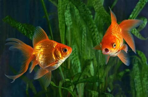 Goldfish Tanks (Setting Up, Sizes, & Tank Mates) | Fishkeeping World