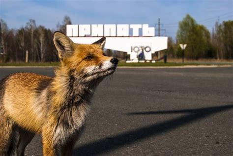 Chernobyl Has Become an 'Accidental Wildlife Sanctuary' Thriving With ...