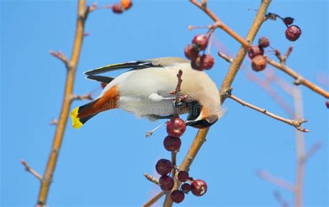 Birds of the steppes stock photo. Image of fauna, jack - 100613546