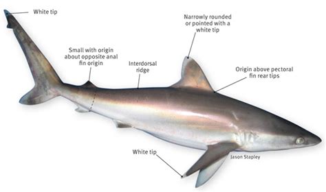 Silvertip shark