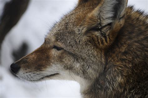 Wolf In Snow Free Stock Photo - Public Domain Pictures