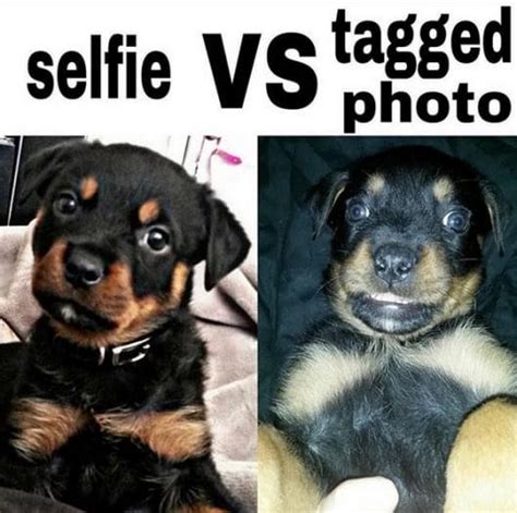 14 Funny Rottweiler Memes That Make You Laugh Too Hard - PetPress