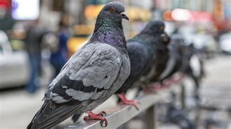 Pigeon droppings health risk - should you worry? - BBC News