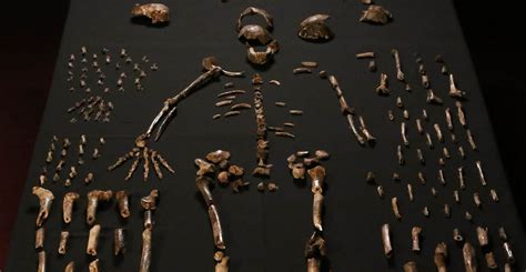 New ancient human species discovered in South African cave | Natural ...