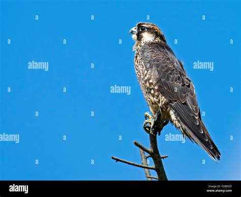 Juvenile peregrine falcon hi-res stock photography and images - Alamy