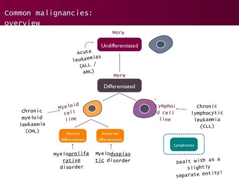 Different Types Of Haematological Malignancies - Peter Brown Bruidstaart