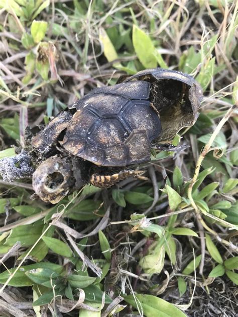 Baby Gopher Tortoise - Vulnerable species list : r/natureismetal