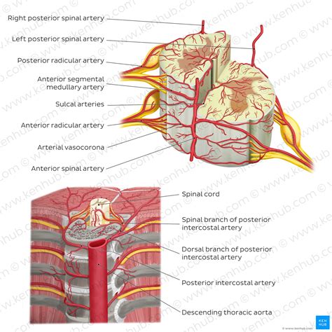 Neural Pathways And Spinal Cord Tracts Anatomy Kenhub – NBKomputer