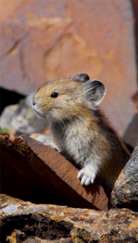 Baby Pika: Pikas are small mammals related to rabbits/hares. They are ...