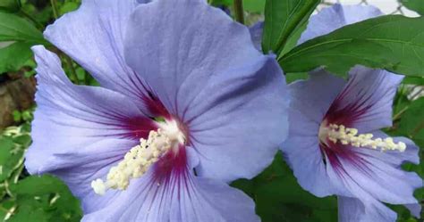 Rose Of Sharon: How To Grow and Care For Hibiscus Syriacus