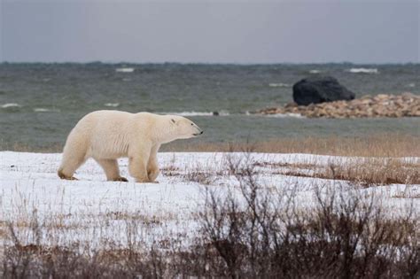 Polar bears: Extreme lack of sea ice in Hudson Bay puts predators under ...