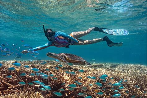 Snorkelling 15 Lady Musgrave Experience Great Barrier Reef