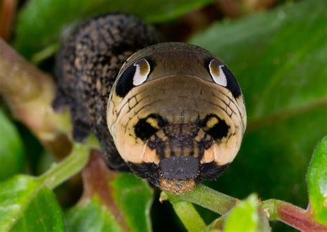 Elephant Hawk Moth Caterpillar by cbrog - Pentax User