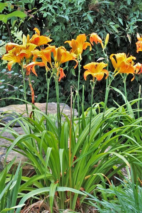 Orange Day Lilies in Bloom Stock de Foto gratis - Public Domain Pictures