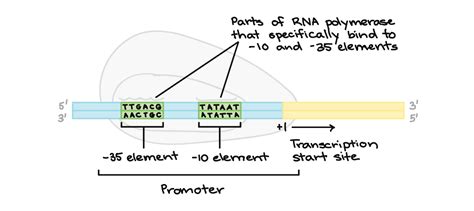 Rna Polymerase Binding Site For