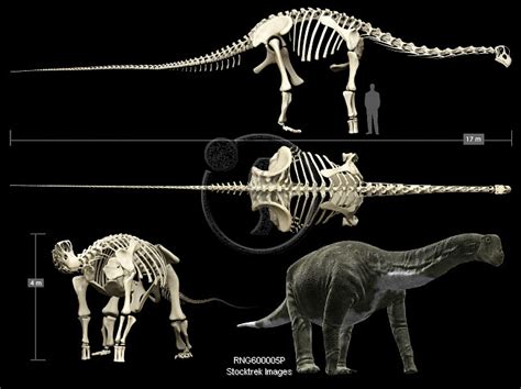 Anatomy of a Titanosaur. | Stocktrek Images