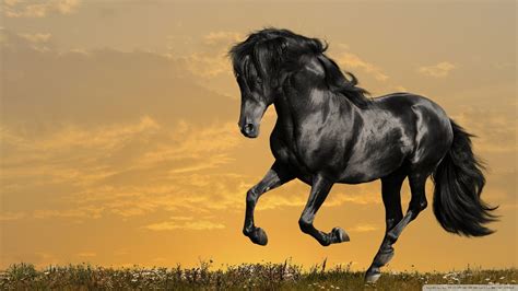 Wallpaper Horses (71+ pictures)