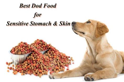 Best Dog Food for Sensitive Stomach and Skin [Top #10 Choices]