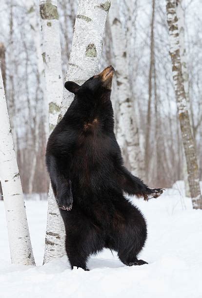 Black Bear In Snow Stock Photos, Pictures & Royalty-Free Images - iStock