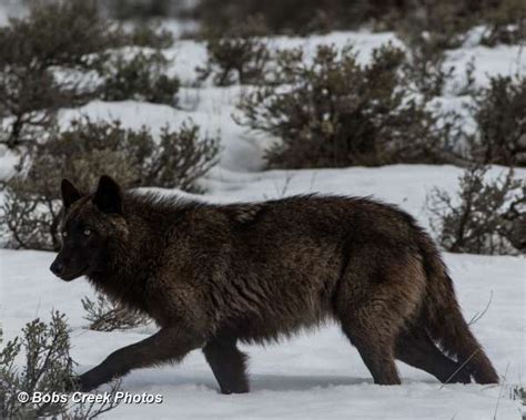 Yellowstone Wolf: Tracking the Packs