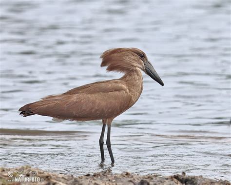 Hammerkop Photos, Hammerkop Images, Nature Wildlife Pictures | NaturePhoto