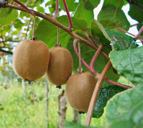 Kiwi on the vine | Frutas exóticas, Jardim de frutas, Arvore de frutas