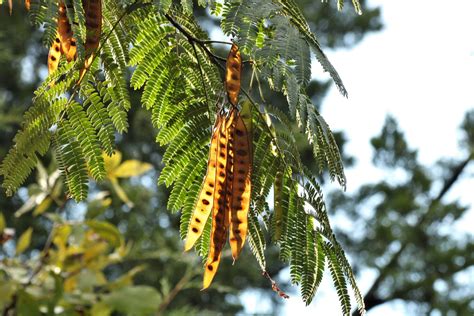 Mimosa Tree And Seed Pods Free Stock Photo - Public Domain Pictures