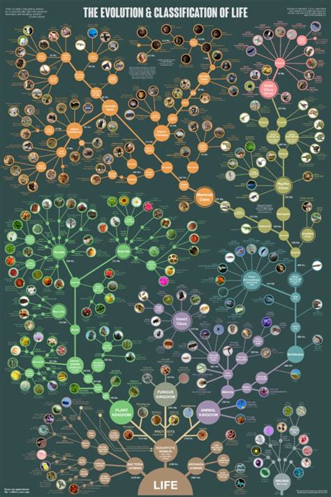 The Evolution & Classification of Life poster | Life poster, Science and nature, Life science